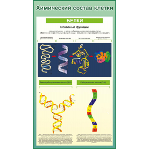 Химический состав клетки, белки