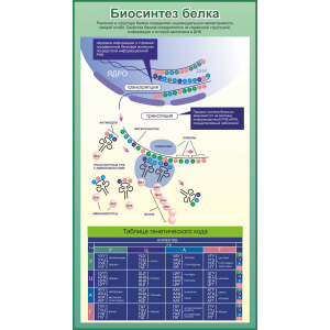 Биосинтез белка