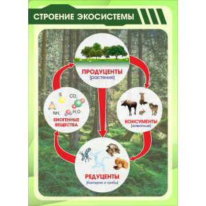 Настенный стенд Строение экосистемы