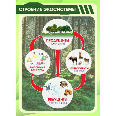 Настенный стенд Строение экосистемы